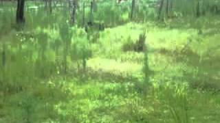 Dogs playing by the pond by Bevan IRL 25 views 13 years ago 36 seconds