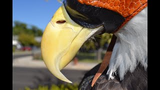 Falconry: Coping beaks