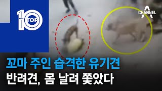 꼬마 주인 습격한 유기견…반려견, 몸 날려 쫓았다 | 뉴스TOP 10