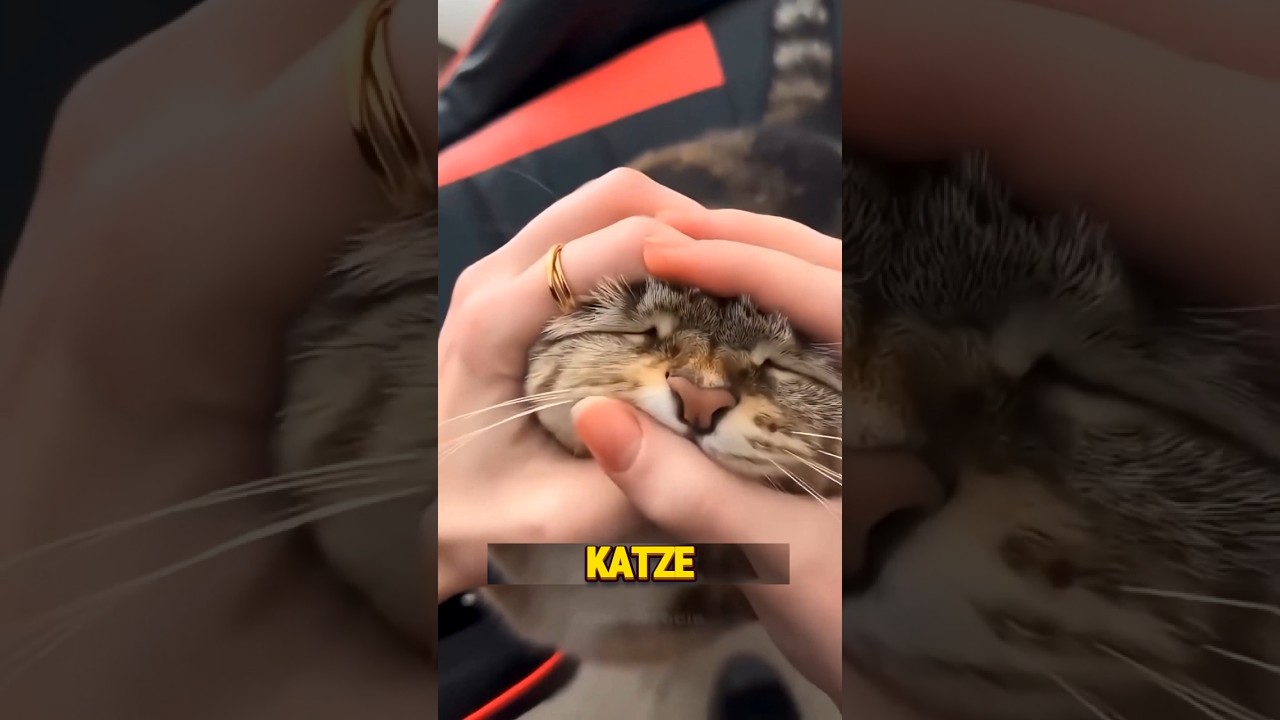 Drück niemals das Gesicht deiner Katze! 😱