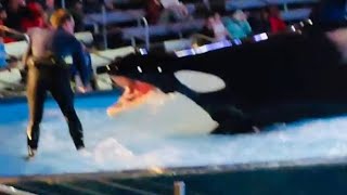 Hungry killer whales 🐳 #viral #video #youtube