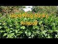 Good King Henry - Avoid the BIG mistake | Book Trailer