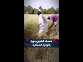 بالأهازيج وروح الجماعة مشاهد من حصاد القمح عبر الفزع في منطقة دبلا بالولاية الشمالية