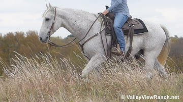 Marty***For info, price, etc., go to our website: ValleyViewRanch.net***