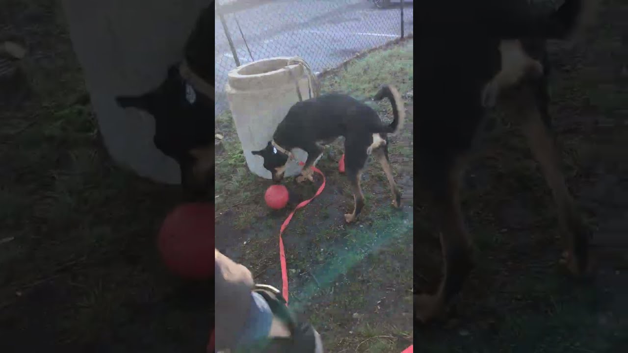 Duke freewalk. they won't do what you don't practice dummy. let social media stress go, it's dumb 