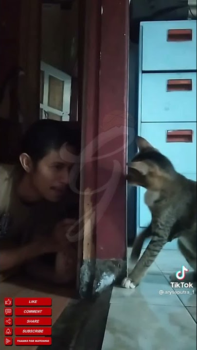 PETAK UMPET SAMA KUCING | Viral | Video Status WA | Guyonan Jowo TV