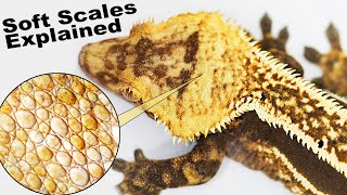 Soft Scale Crested Geckos Explained! (CBE Podcast) screenshot 2