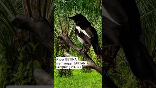 PANCINGAN KACER SUARA BETINA MEMANGGIL JANTAN #kacer #kacergacor #kicaumania