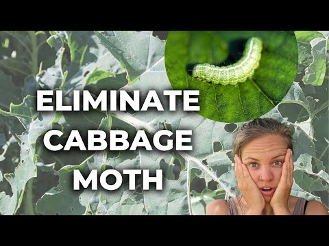 Cabbage Moth Control:
