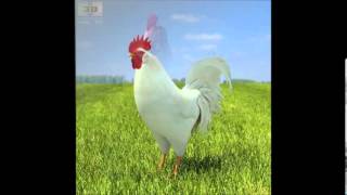 Chicken 3D Model | Animals 3D Models | max, 3ds, c4d, obj, lwo