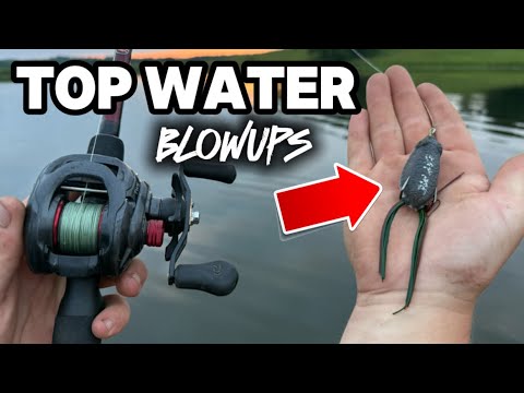 TOP WATER fishing for BIG BASS! (Crazy blowups!)