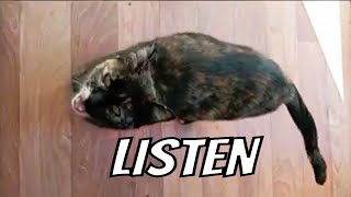 Dialogue with a cute cat.🐈‍⬛ #catvideos #catshorts #cat #cutecat #blackcat #catlover #pets #tiktok by Unusual stories of a black cat 262 views 1 month ago 2 minutes, 23 seconds