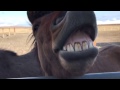 Agust S Horse Laughing 