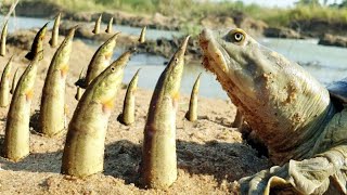 Unique Hunting Style In Riverside Monster Tortoise Hunting Underground Vam Fish