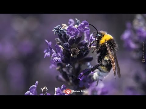 Vídeo: Algoritmos de comportamento de rebanho escolar. Controle de moda