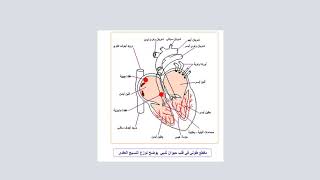 الحركة الذاتية للقلب