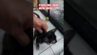 Si Bleki Yg Lincah, Meoong