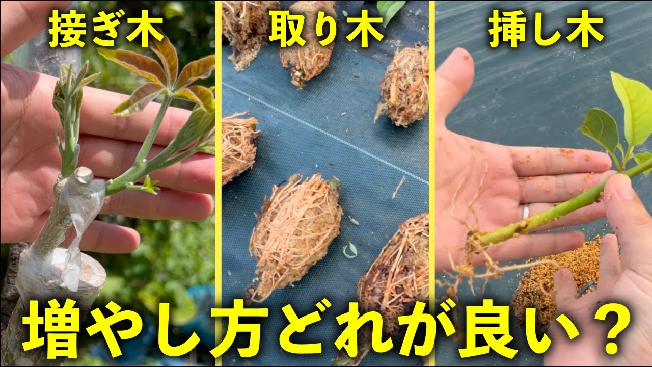 【どっちが良い？】接ぎ木と取り木と挿し木について解説