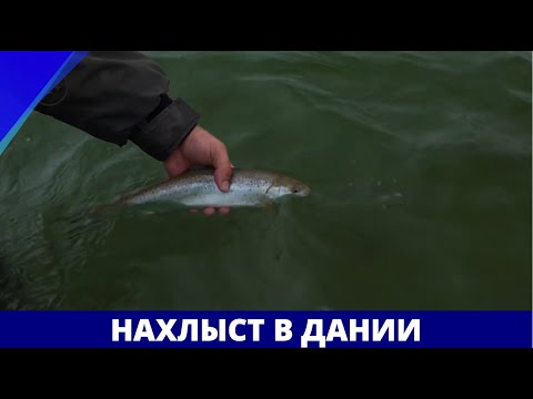 Нахлыст в Дании // География нахлыста