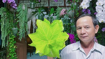 Lá Mướp Một Vị Thuốc Quý Ít Người Biết