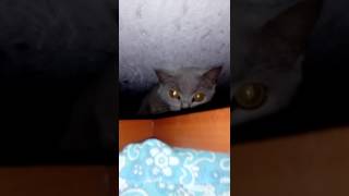 Смешное видео. Кошка доброе животное? Смешное видео. Кошка доброе животное?