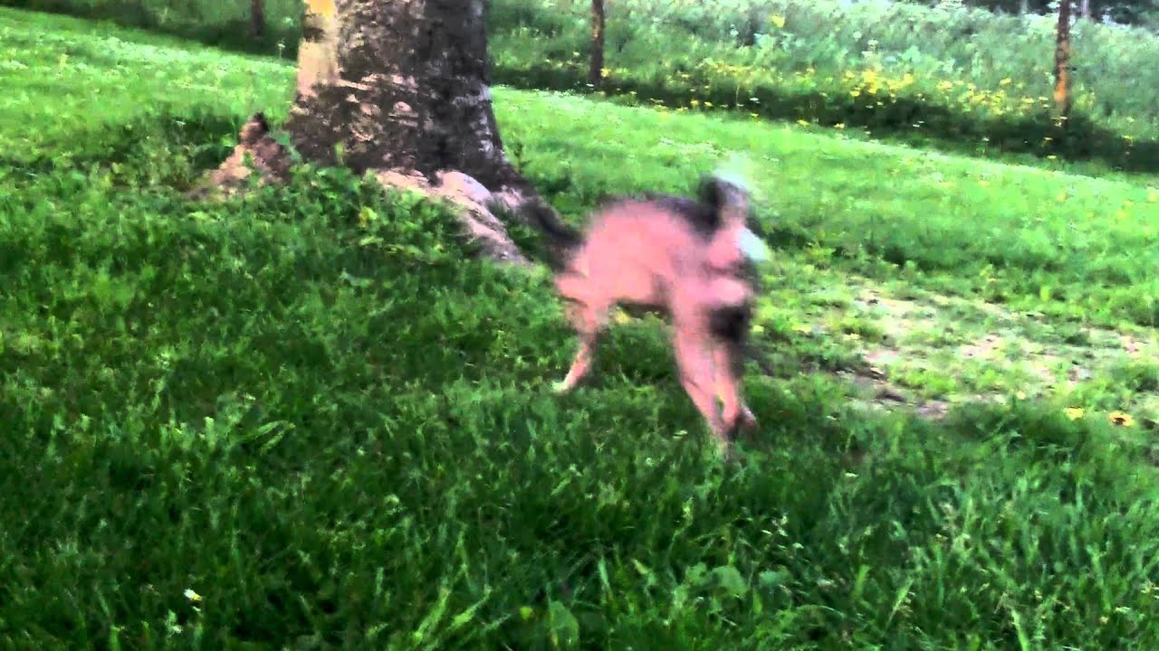 Nieuwe vriendjes maken op het honden speelveldje III