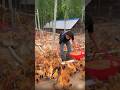 How to Golden mishri farming (8) 🧺🐓 #shorts #shortsfeed #shortsvideo #viralvideo