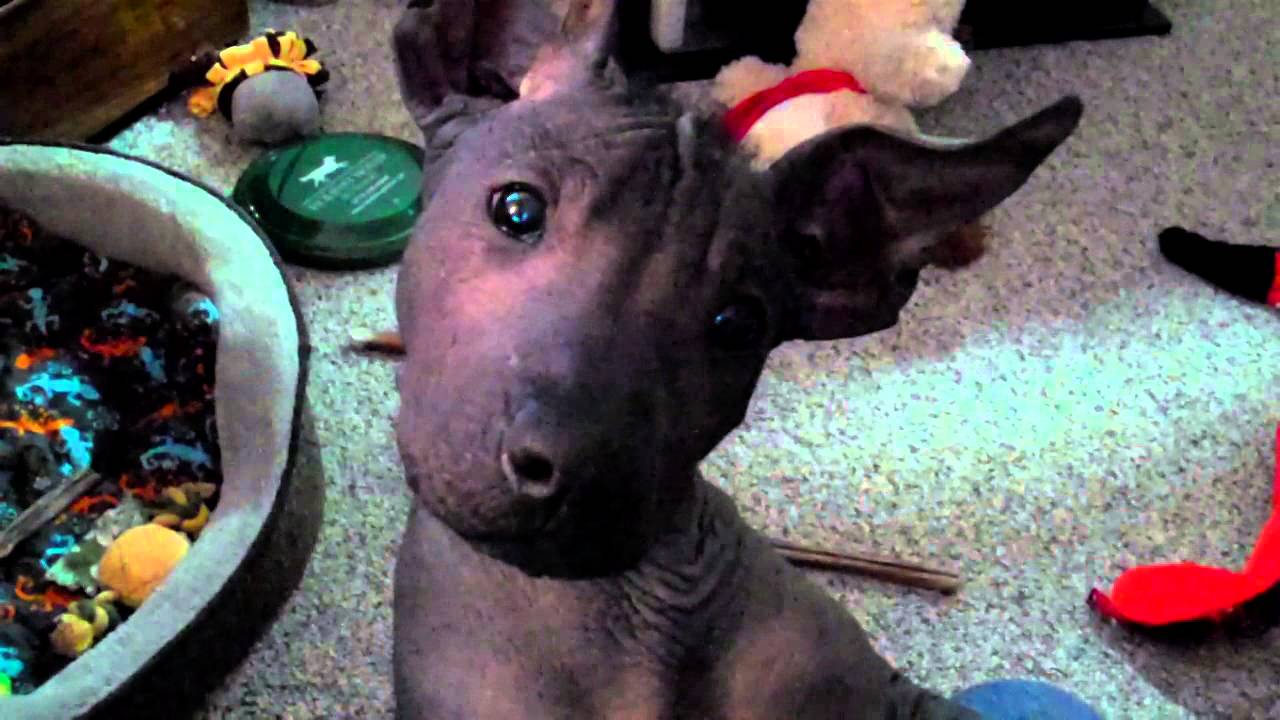 Puzzled Xoloitzcuintli 