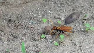 Red Wasp Digging Mud Nest
