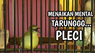 Pancingan Pleci Biar Emosi Tarung Ampuh ,Pleci Cepat Buka Paruh Bongkar Materi