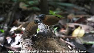 Grey-headed Babbler @ Chiu S C DSCN9531