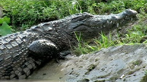Crocodile kills Rat 01, Time Lapses Speed x1