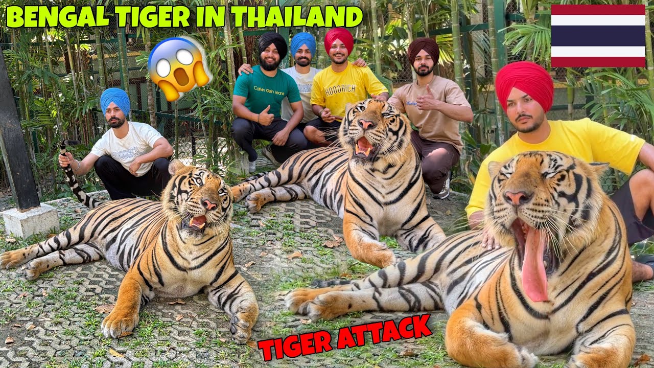 ⁣Tiger Attacked on US ? Bengal Tiger in Phuket | THAILAND VLOG