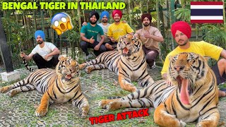 Tiger Attacked on US ? Bengal Tiger in Phuket | THAILAND VLOG