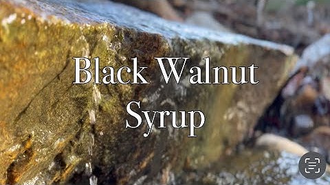 Black Walnut Syrup #foraging #syrup #blackwalnutsyrup #walnut #sugaring #treetapping #tapping #fall