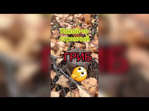 Чудо гриб | Грибной лес