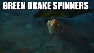 Green Drake Mayfly Spinners - Fly Fishing Cutthroat Trout in the High Country - Green Drake Mayflies