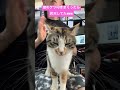 猫のケツ叩きまくったら昇天したwww #ネコケツドラム #ネコケツドラマー #tiktok #shorts #ネコケツドラム