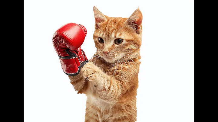 Video 8912751: cats cute funniest animals, funny animals funniest cats