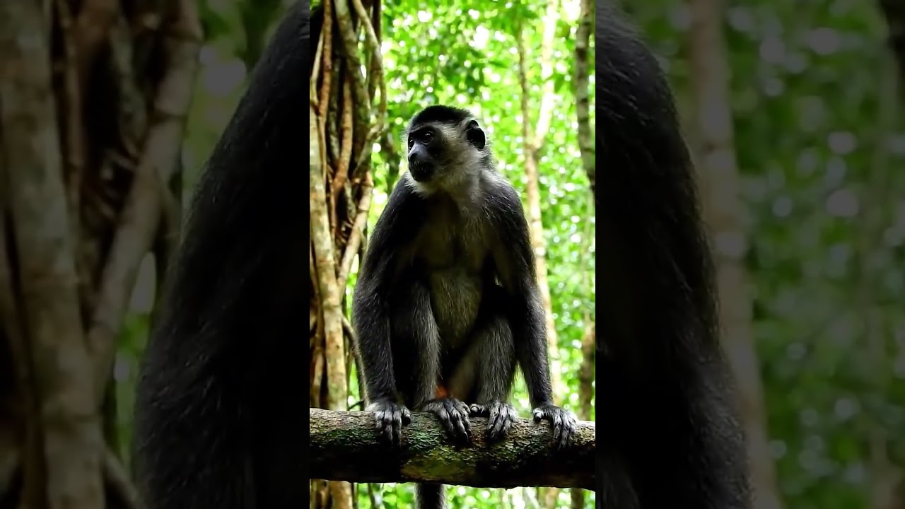 🐘🦁🦒 Amazing Animal World | Beautiful Moments of Nature