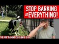 How to Train Your Dog to STOP BARKING at EVERYTHING That Moves!!