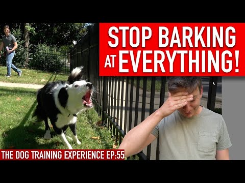 Video: How To Stop A Dog From Barking At People