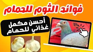 فوائدالثوم للحمام والطيور والطريقة الصحيحة لاستخدامه|اصنع زيت الثوم بنفسك|مكون يعالج كل أمراض الحمام