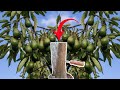 El secreto que usamos para que explote de flores y frutos un árbol de Aguacate