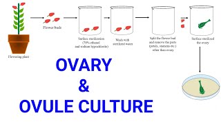 Ovary and Ovule or Megaspore culture | Production of female haploid plants | Gynogenesis