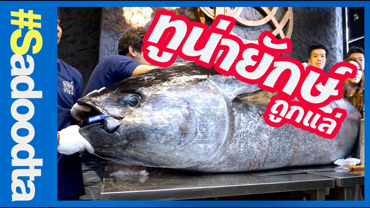 แล่ปลาทูน่ายักษ์ 412กิโล ใหญ่สุดที่นำเข้ามาในไทย #sadoodta