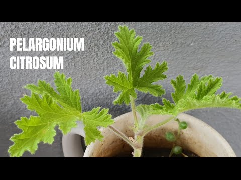 Is This the Mosquito Plant? The Geranium Citrosum | Not Citronella