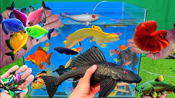 Video tổng hợp cá cảnh đẹp, vịt, vịt con, cá koi, cá trê, cá vàng oranda, cá chép panda