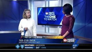 Pet Of The Week Sasha Pearl