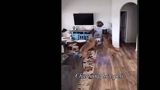 funny dog and cats